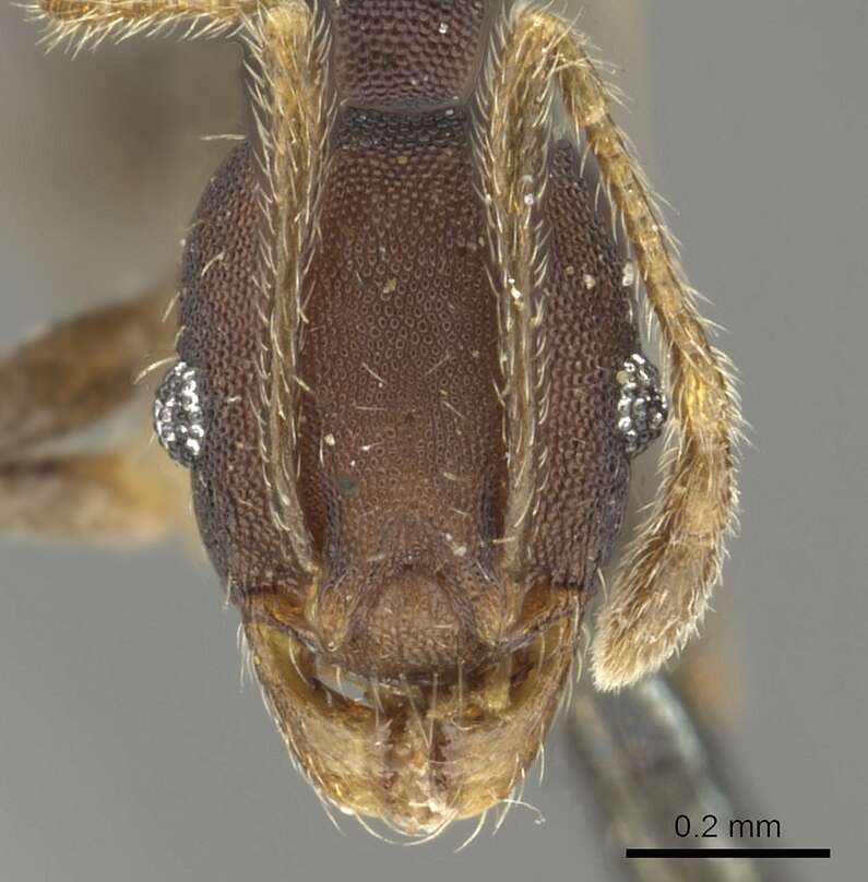 Pheidole punctatissima Mayr 1870的圖片