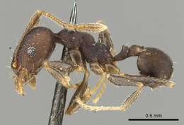 Pheidole punctatissima Mayr 1870的圖片