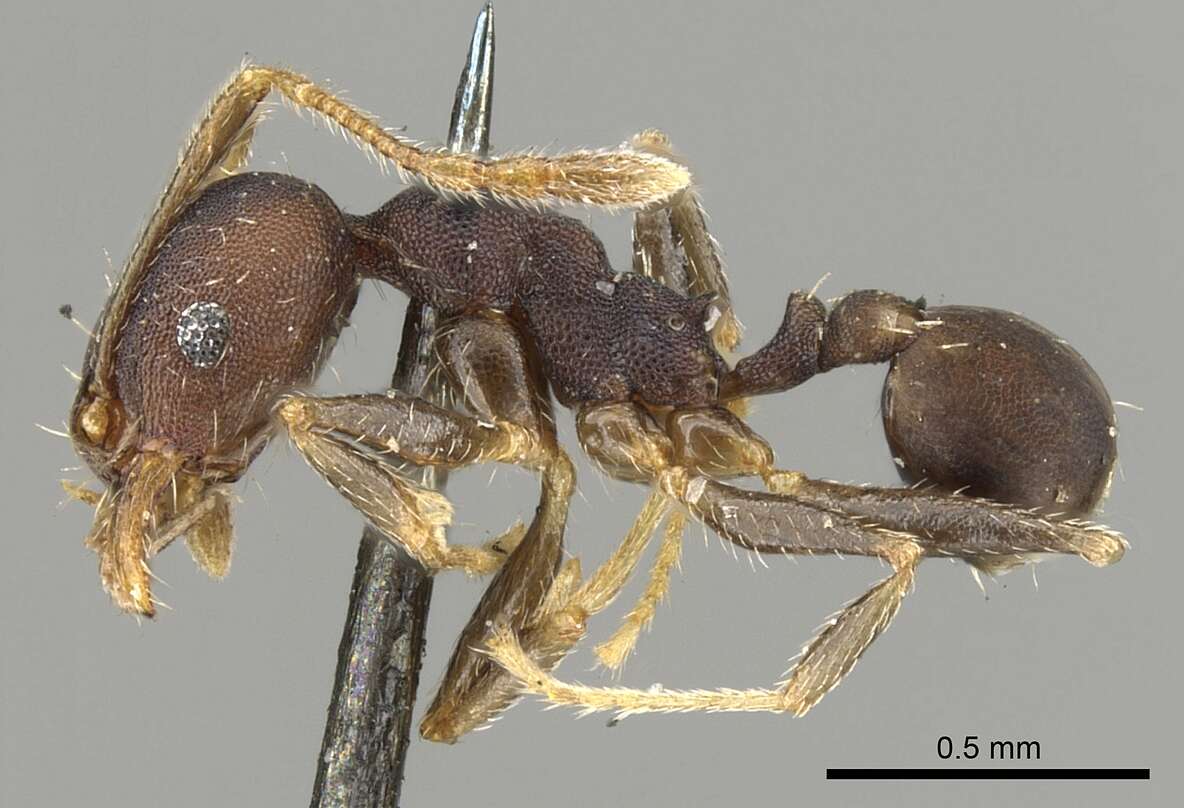 Pheidole punctatissima Mayr 1870的圖片