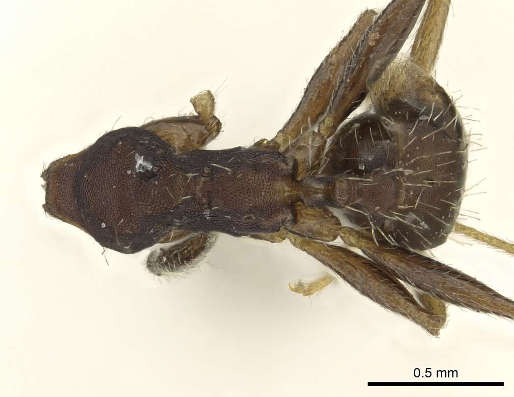 Pheidole punctatissima Mayr 1870的圖片