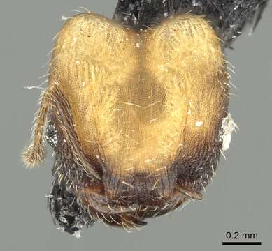 Pheidole punctatissima Mayr 1870的圖片