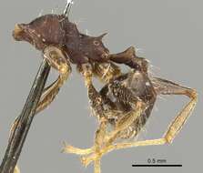 Pheidole punctatissima Mayr 1870的圖片