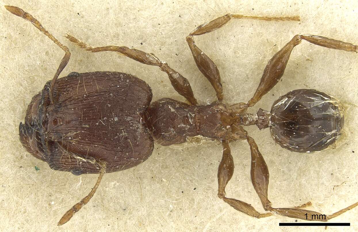 Image of Pheidole deceptrix Forel 1899