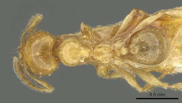 Image of Pheidole subarmata Mayr 1884