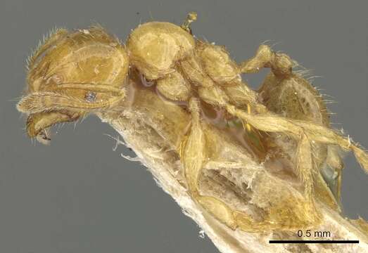 Image of Pheidole subarmata Mayr 1884