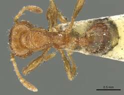 Pheidole aberrans Mayr 1868 resmi