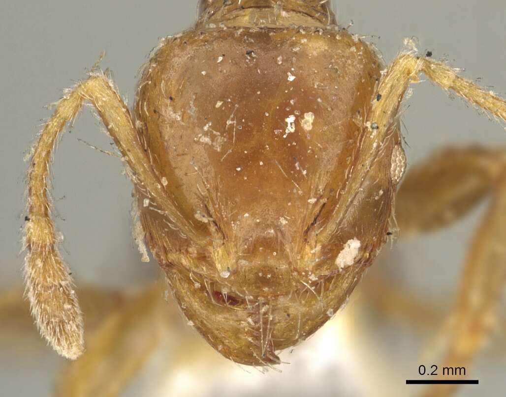 Pheidole aberrans Mayr 1868 resmi