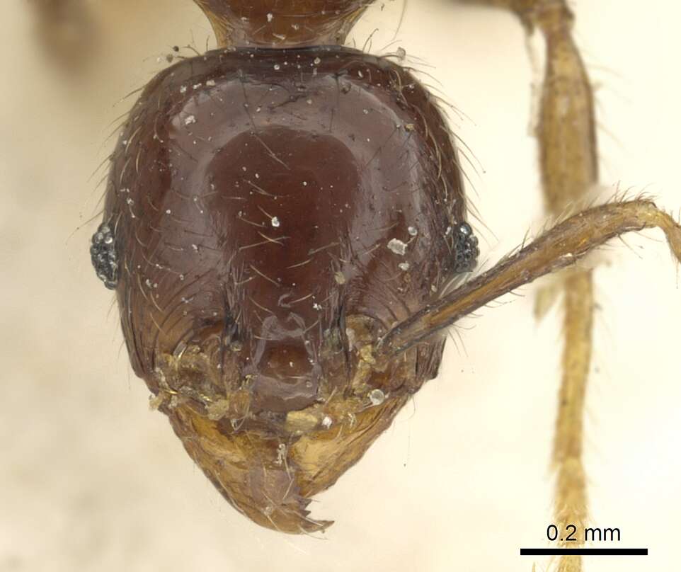 Image of Pheidole rhinoceros Forel 1899