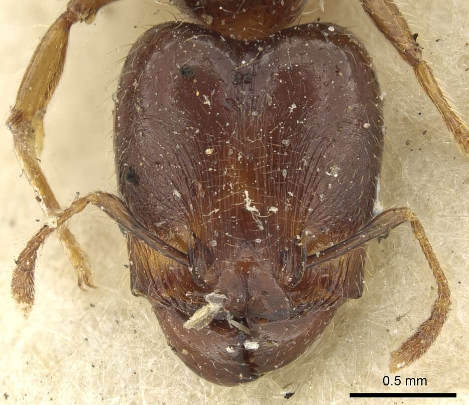 Image of Pheidole rhinoceros Forel 1899