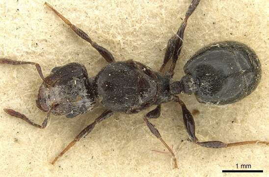 Imagem de Pheidole piliventris (Smith 1858)