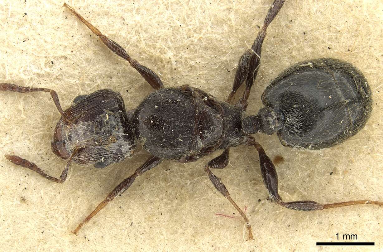 Plancia ëd Pheidole piliventris (Smith 1858)