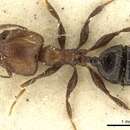 Image of Pheidole fabricator (Smith 1858)