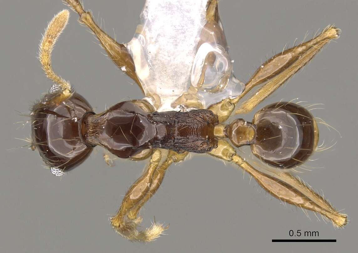 Image of Pheidole submonticola