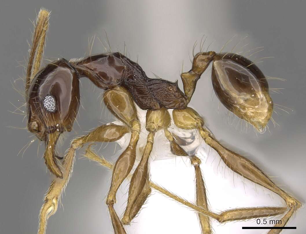 Image of Pheidole submonticola