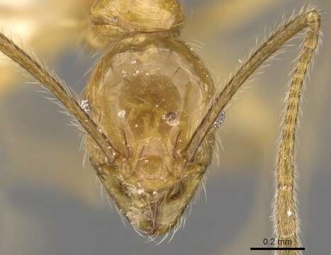 Image of Pheidole annexa