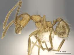 Image of Pheidole annexa