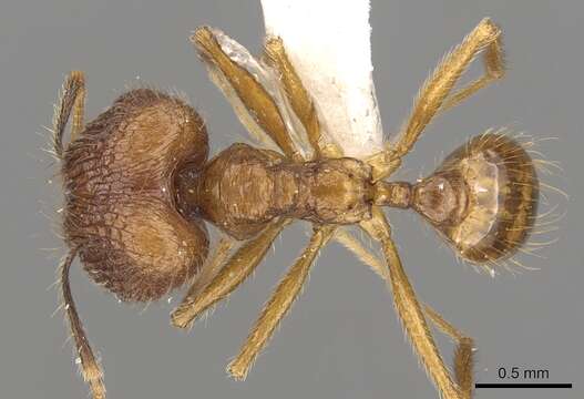 Image of Pheidole annexa