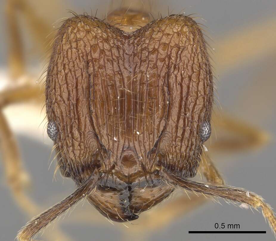 Image of Pheidole annexa