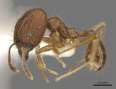 Image of Pheidole annexa