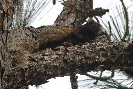 Image of Sciurus subgen. Sciurus Linnaeus 1758