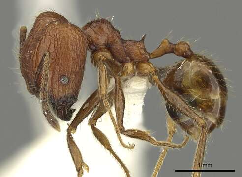 Imagem de Pheidole inornata