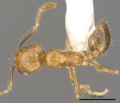 Image of Pheidole merimbun