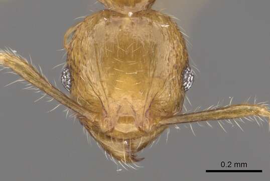 Image of Pheidole merimbun