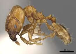 Image of Pheidole merimbun