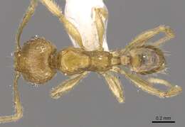 Image of Pheidole planidorsum
