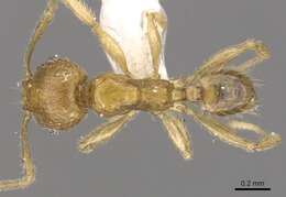 Plancia ëd Pheidole planidorsum