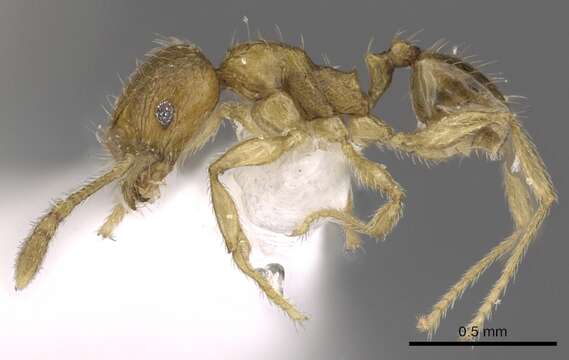 Imagem de Pheidole planidorsum