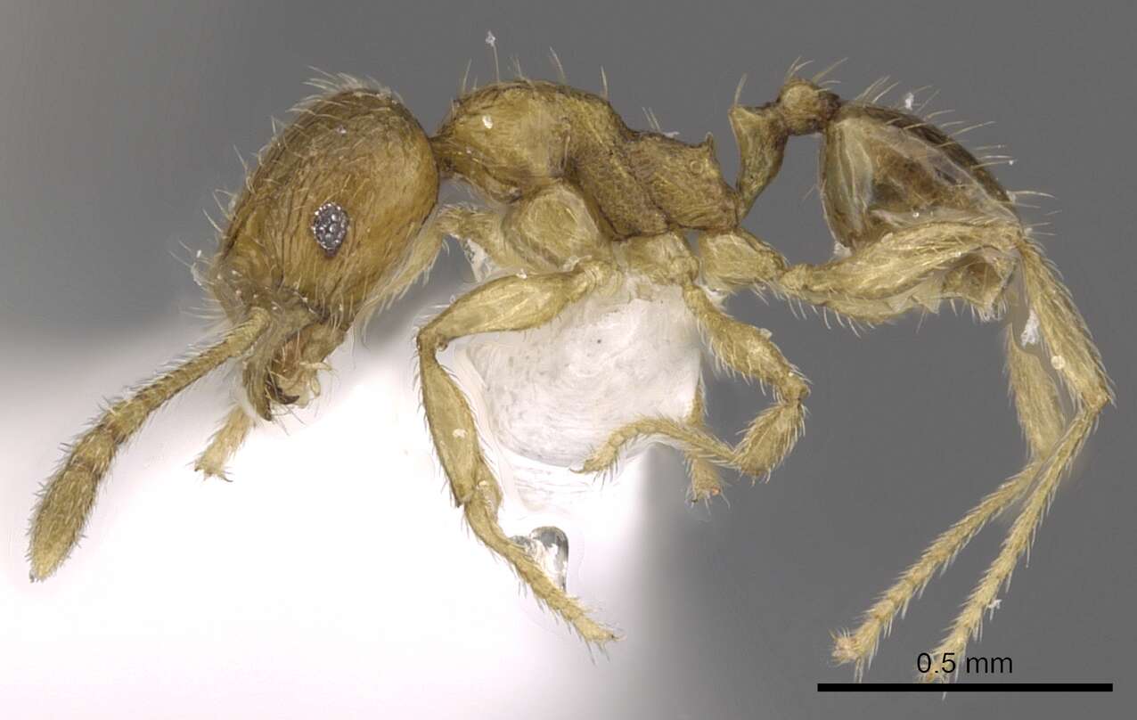 Image of Pheidole planidorsum