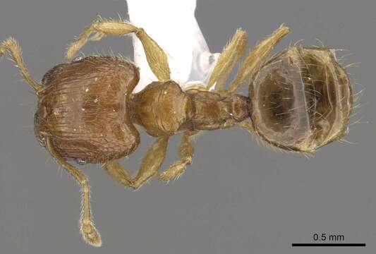 Imagem de Pheidole planidorsum