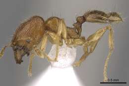 صورة Pheidole planidorsum