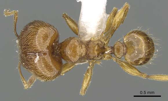 Image of Pheidole deltea