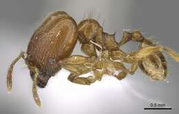 Image of Pheidole deltea