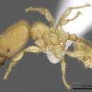 Image of Pheidole parvicorpus