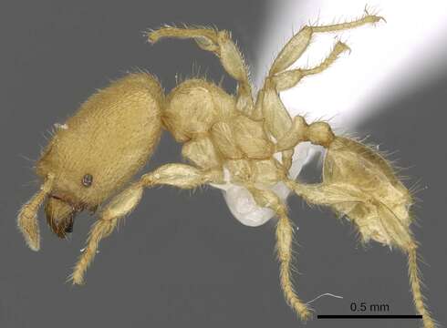 Слика од Pheidole parvicorpus