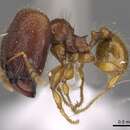 Image of Pheidole retivertex