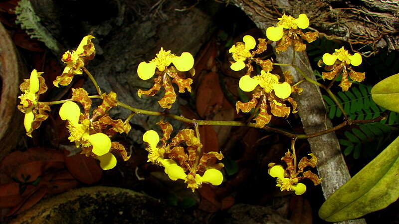 Слика од Gomesa ciliata (Lindl.) M. W. Chase & N. H. Williams