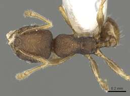 Image of Pheidole rugifera