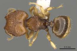 Image of Pheidole rugifera