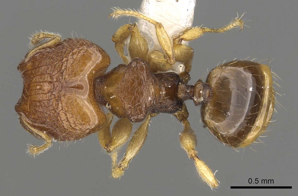 Plancia ëd Pheidole rugifera