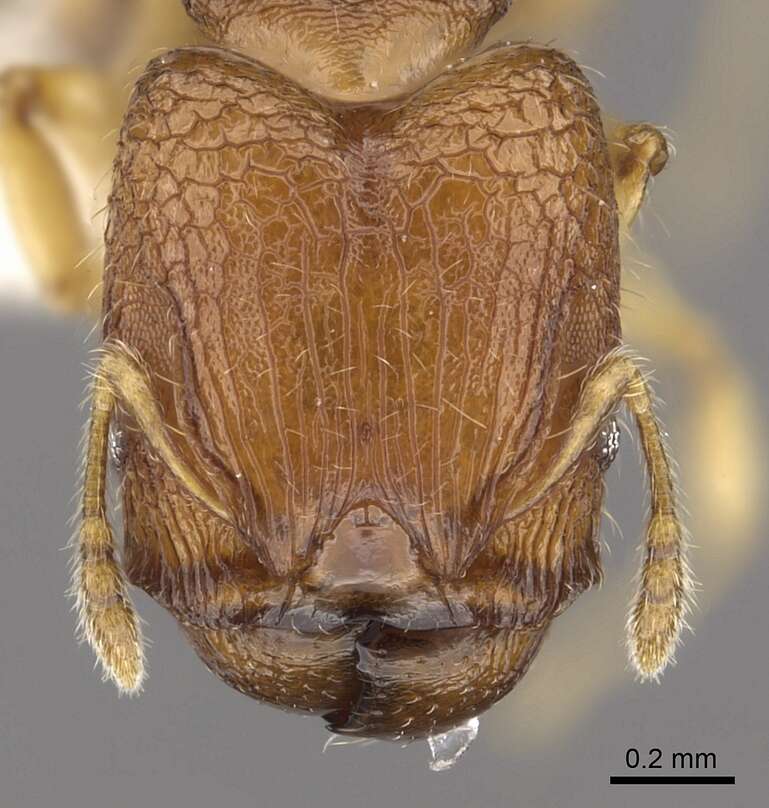 Image of Pheidole rugifera