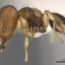 Plancia ëd Pheidole rugifera