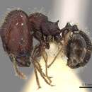 Image of Pheidole sayapensis