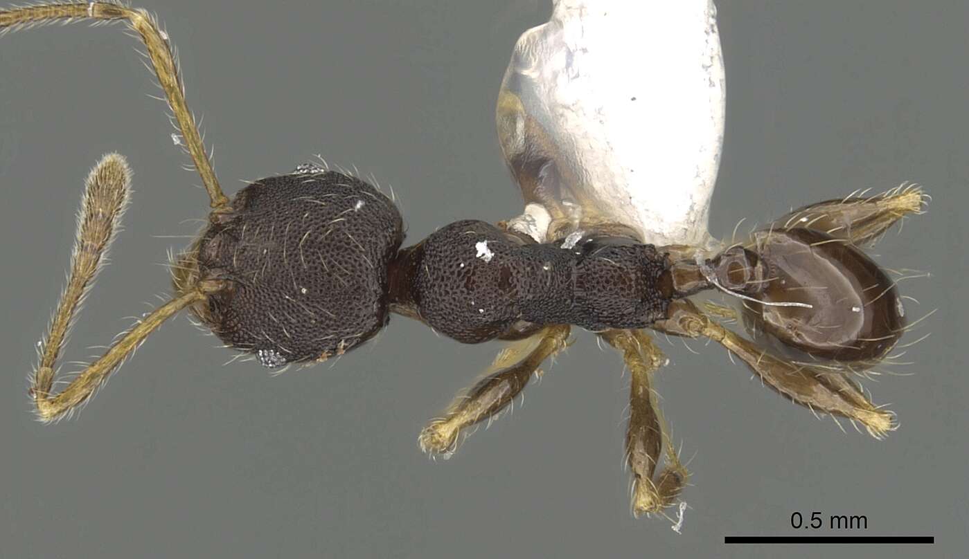 Image of Pheidole tenebricosa