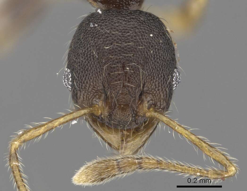 Image of Pheidole tenebricosa