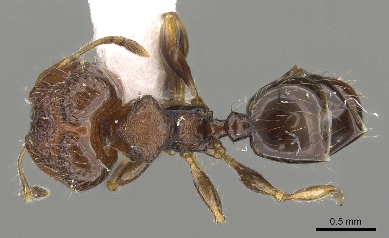 Image of Pheidole tenebricosa