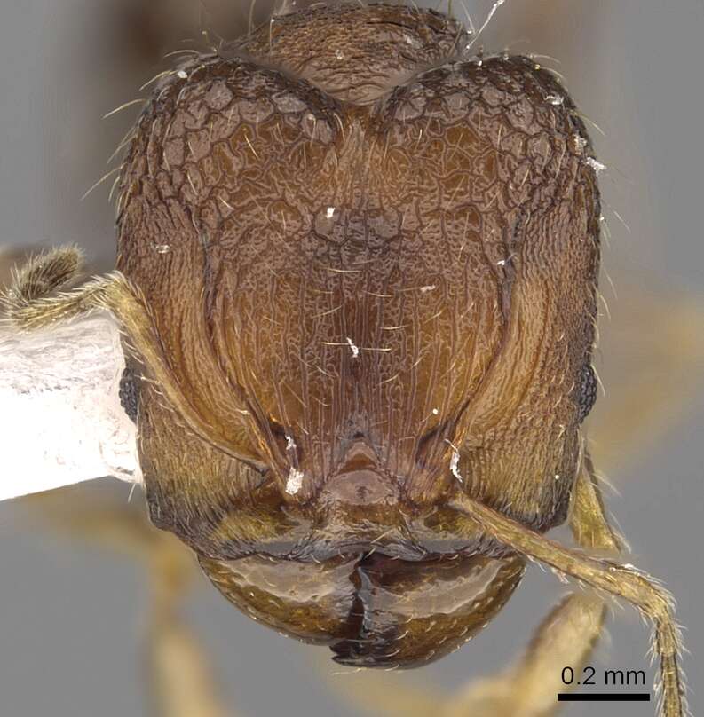 Image of Pheidole tenebricosa